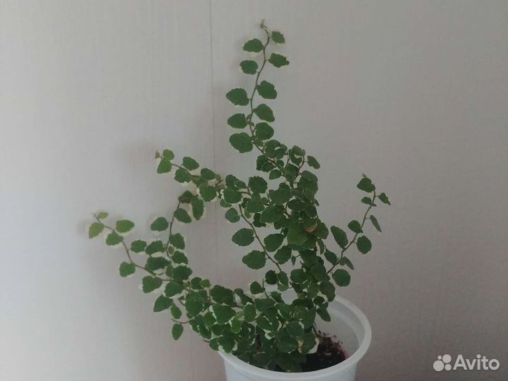 Фикус пимула, карликовый,ползучий