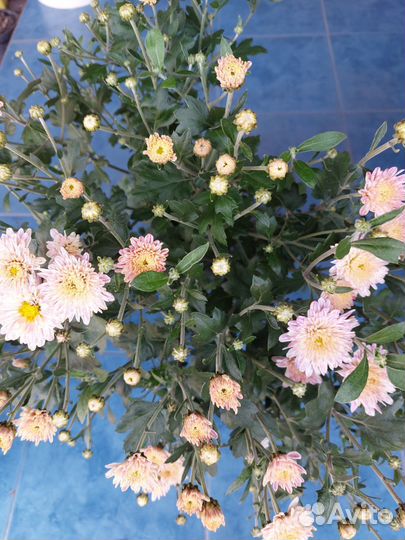 Хризантема