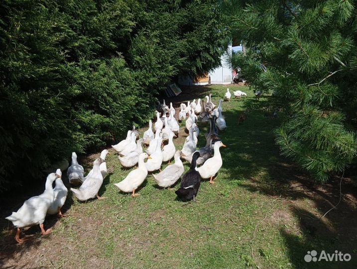 Яйца перепелиные домашние