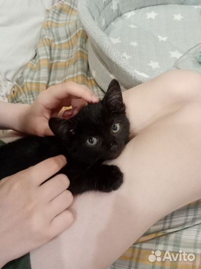 Котик в добрые руки