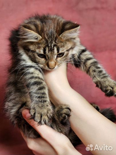 Котенок девочка