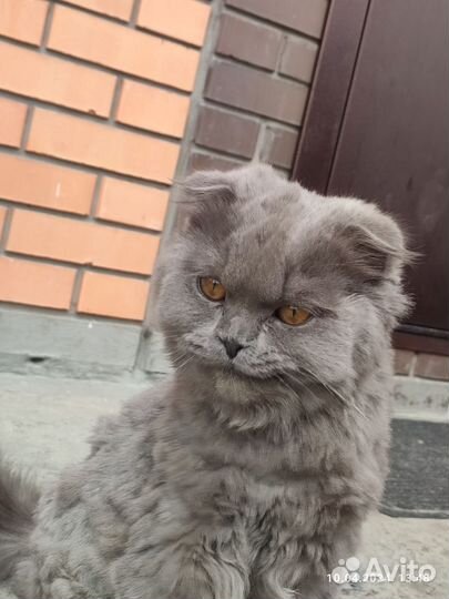 Найдена кошка