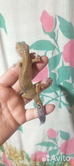 Геккон эублефар