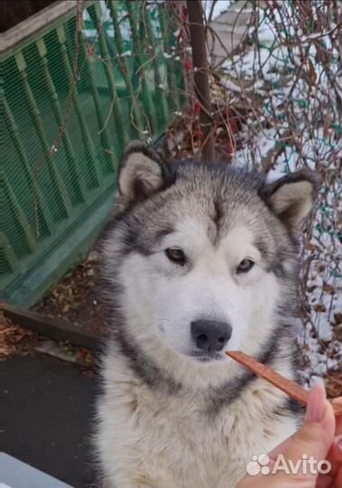 Аляскинский маламут вязка