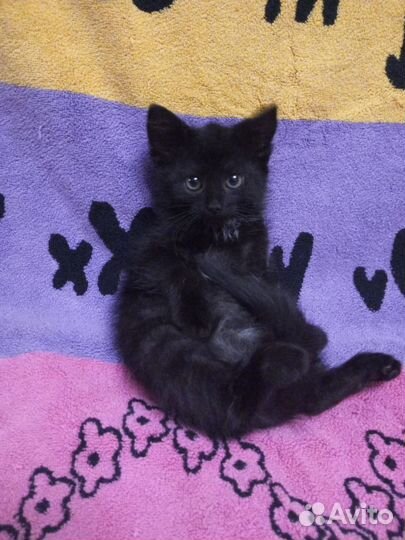 Котенок