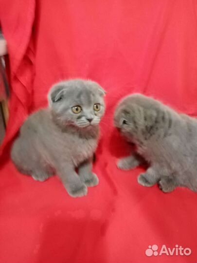 Британские вислоухие котята