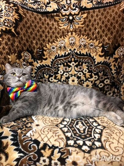 Котик в добрые ручки