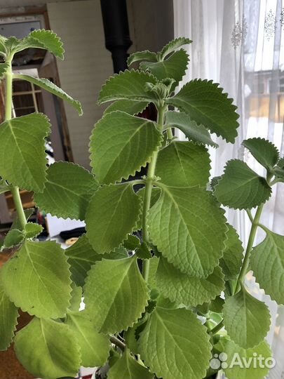 Плектрантус комнатная мята черенки