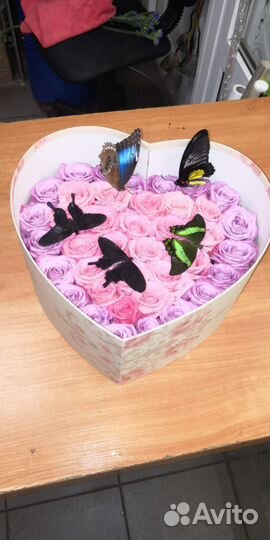 Живые тропические бабочки для праздника