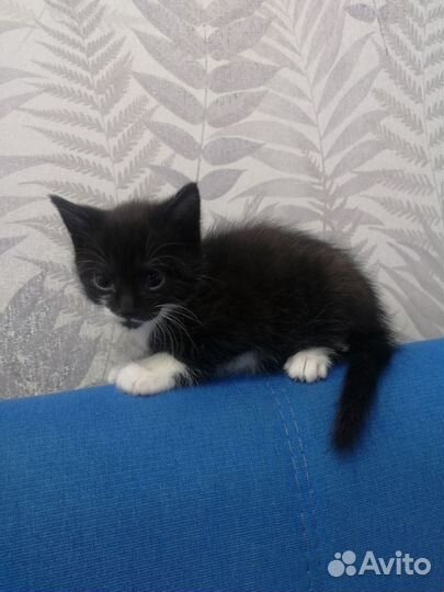 Котята даром в добрые руки