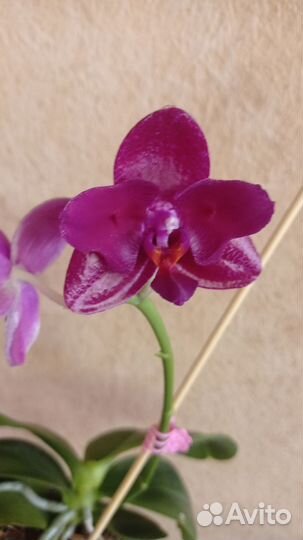 Орхидея Mituо King es