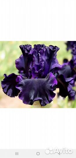 Ирисы бородатые