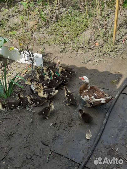 Утки,куры, петухи