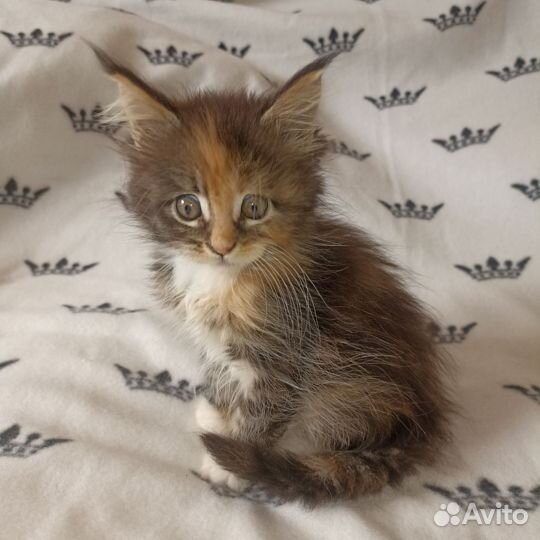 Котята мейн-кун