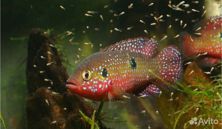 Хромис красавец