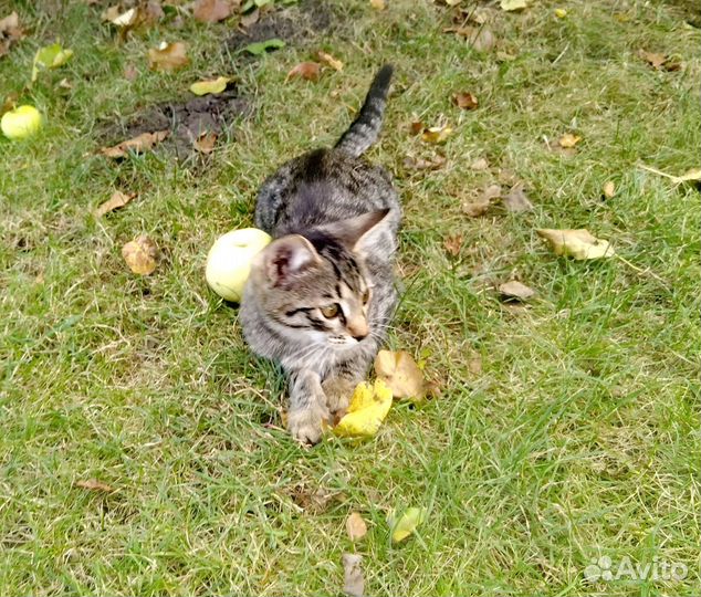 Отдам в добрые руки