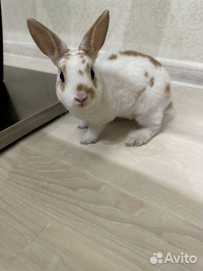Декоративный карликовый мини кролик