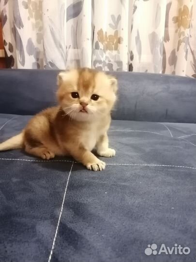 Кошки
