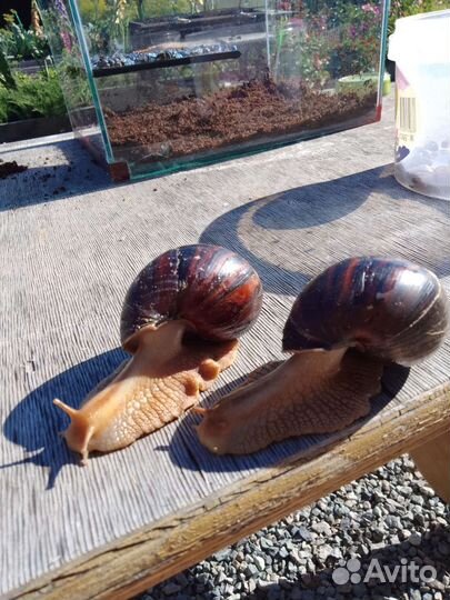 Улитки ахатины