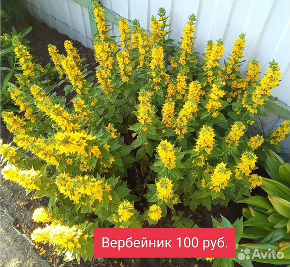 Многолетние садовые растения