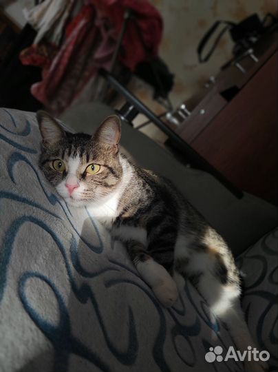 Одам в добрые руки кота