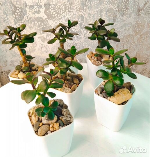 Крассула Овата Толстянка Денежное дерево