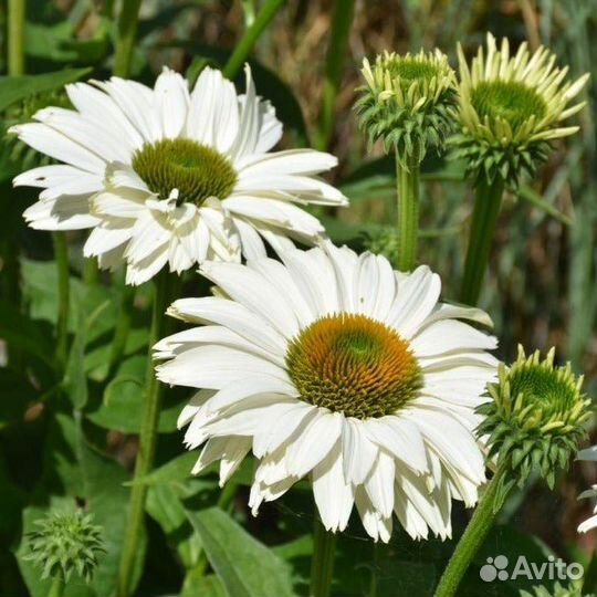 Эхинацея JS Ivo's Poem