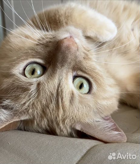 Няня для кошки, няня для кота (передержка)