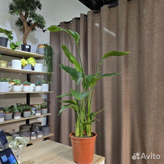 Стрелиция Николая