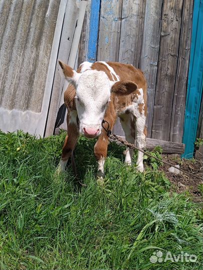 Бычок 1 месяц