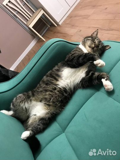 Кот в добрые руки