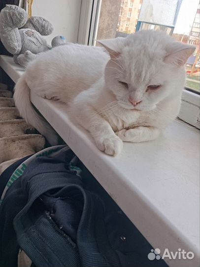 Кот в добрые руки