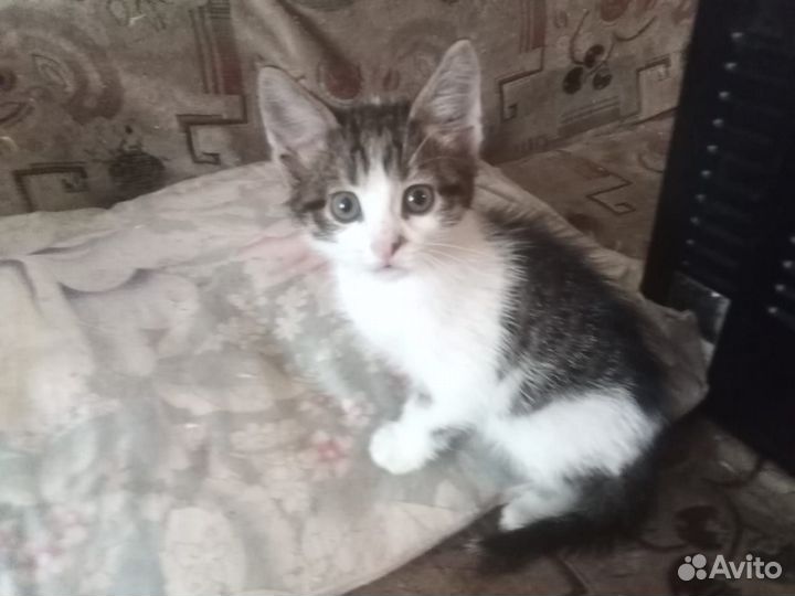 Котенок девочка в дар