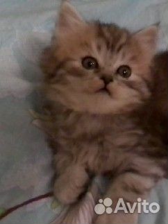 Британские котята