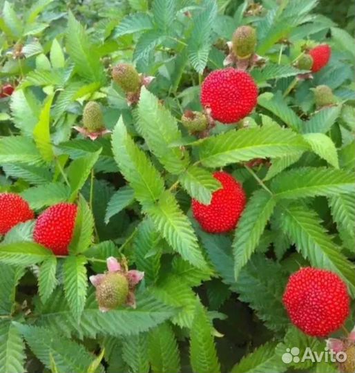 Куст тибетской малины