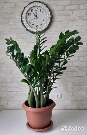 Замиокулькас