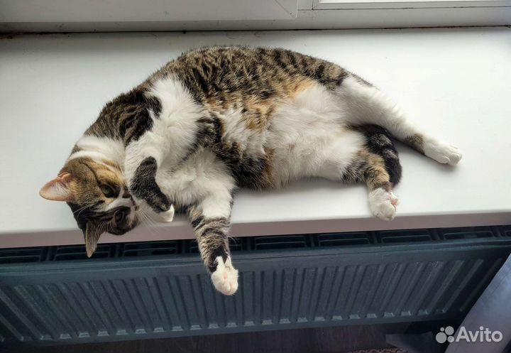 Кошка бесплатно