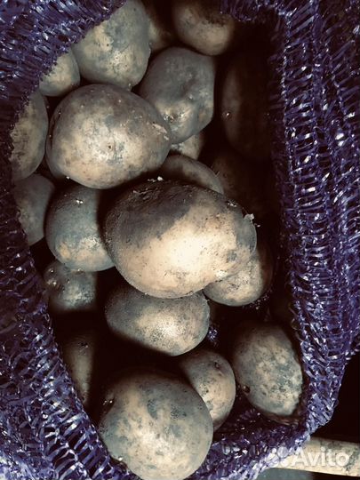 Семенной картофель