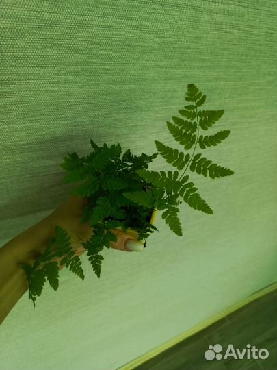 Папоротник сортовые и асплениум