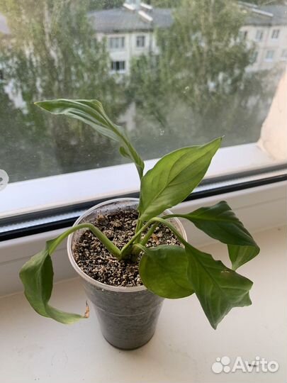 Спатифиллум