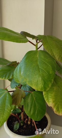 Бомерия кпупнолистная