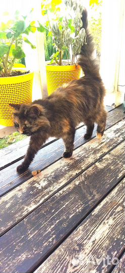 Кошка