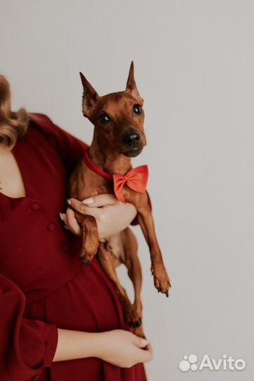 Цвергпинчер