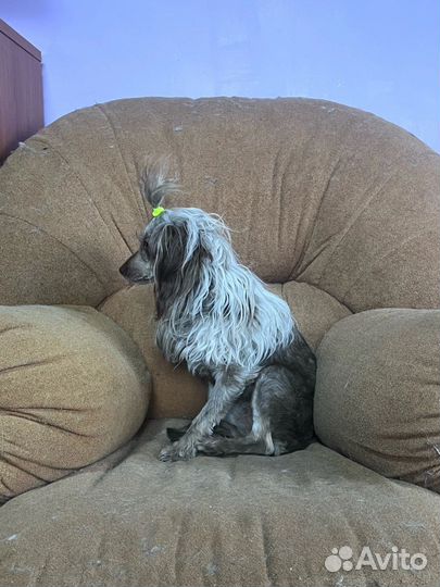 Той-пудель в добрые руки бесплатно