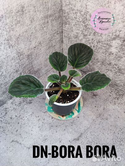 Фиалки стартеры