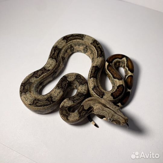 Императорский удав