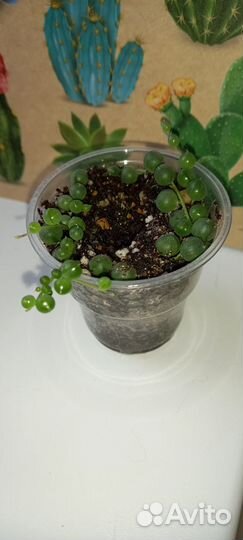Суккуленты 4