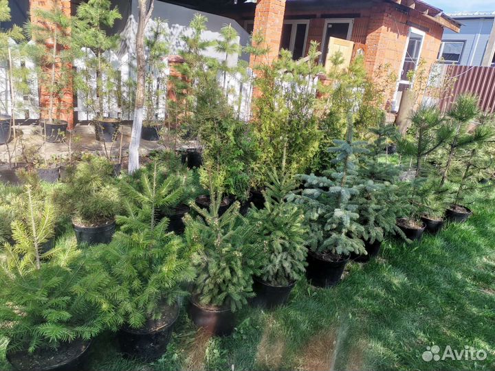 Саженцы хвойных растений