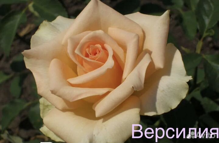 Саженцы роз собственнокорневые