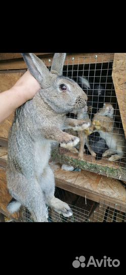 Кролики мясных пород